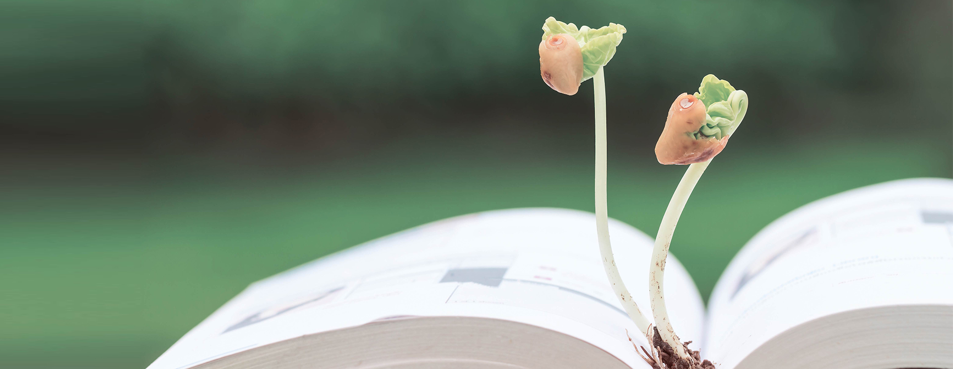 Two small plant sprouts growing from the pages of an open book, symbolizing learning and growth