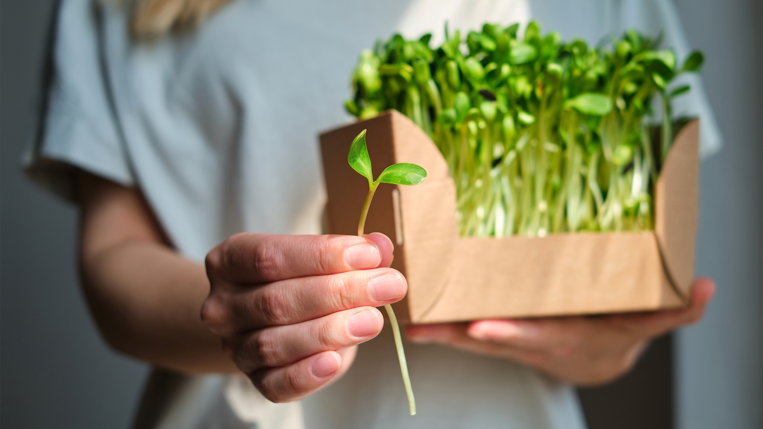 Hand Holding a Plant