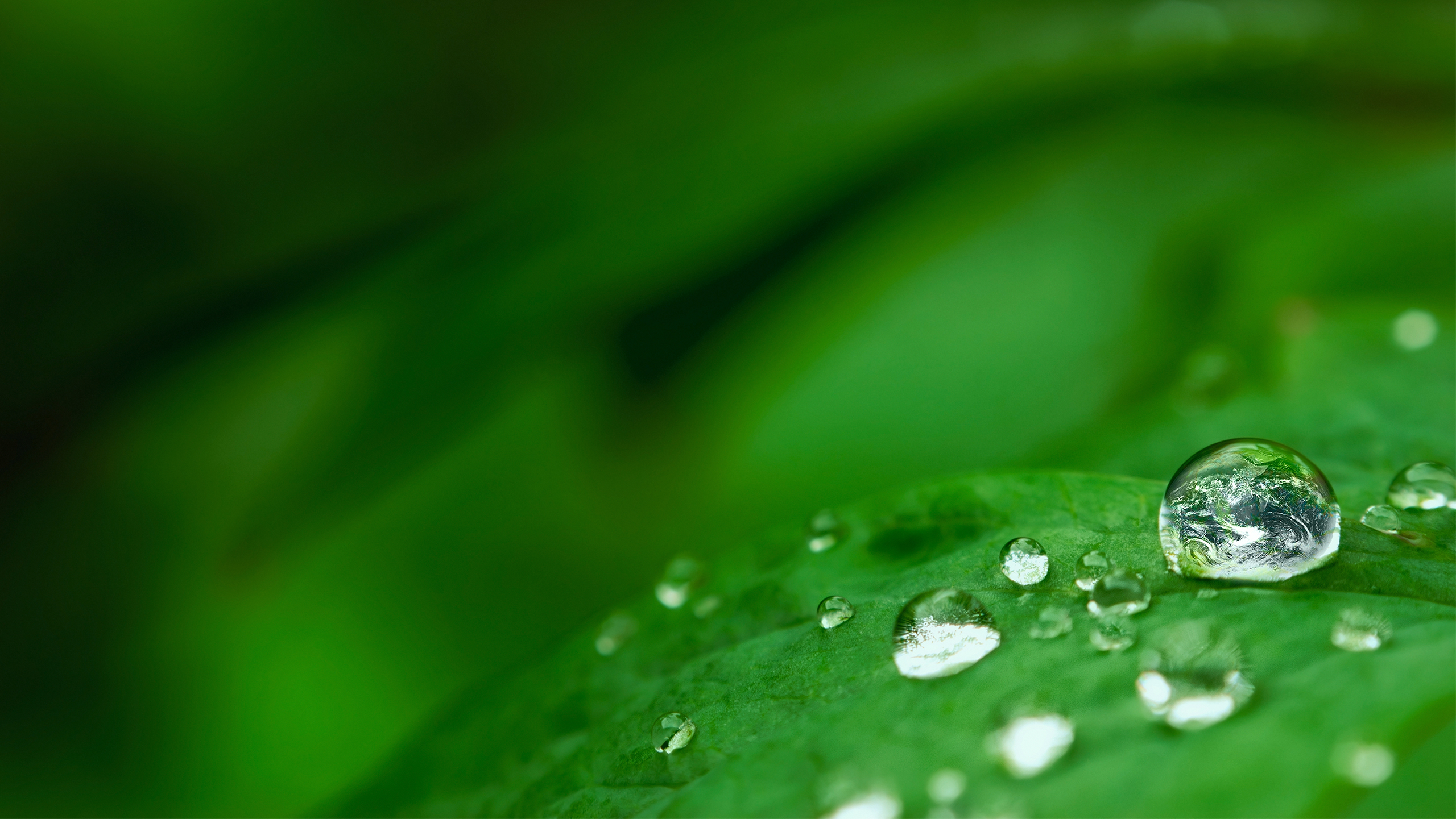 Krople wody na zielonym liściu